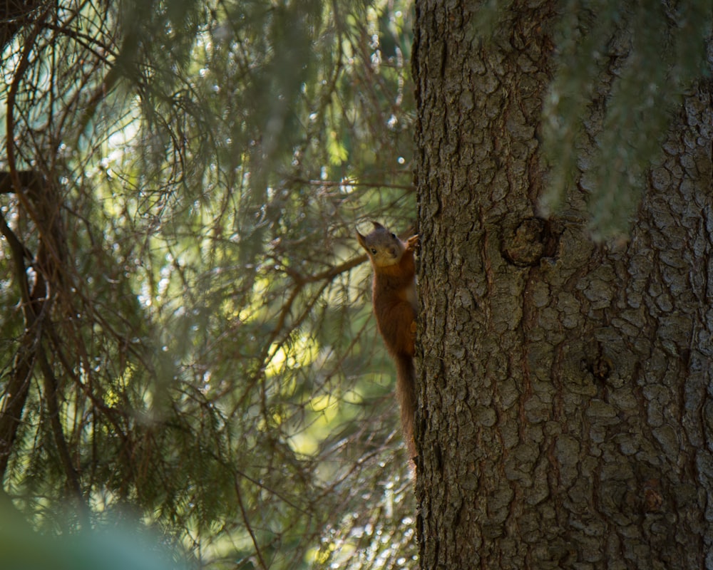 brown squirrel on wood trunk