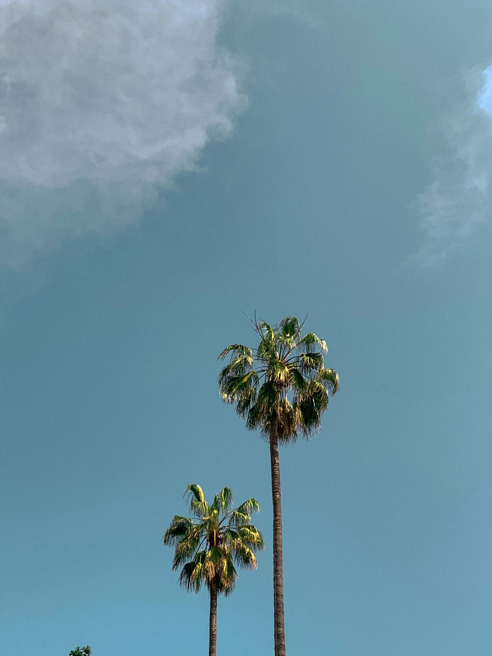 two green coconut palm trees