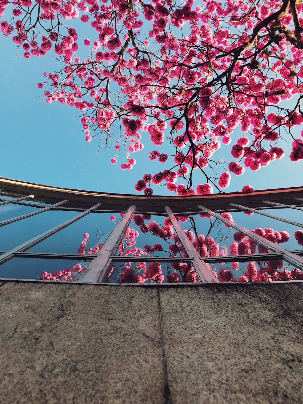 pink blossoms tree