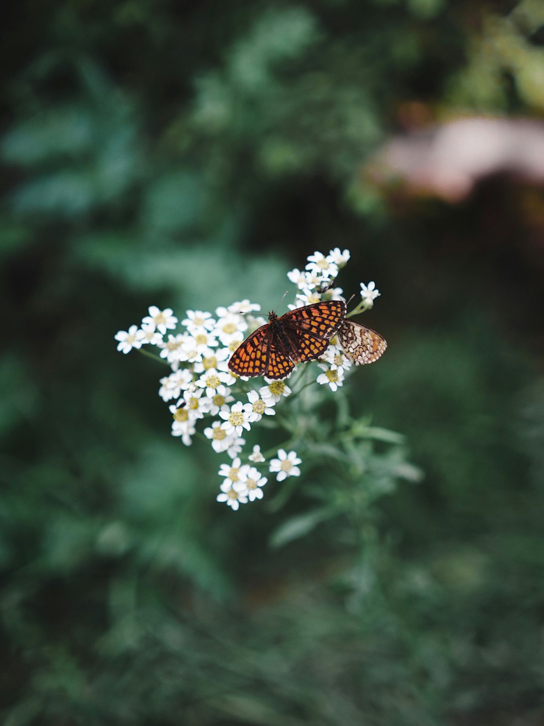 black and orange butterfly on white flower close-up photography