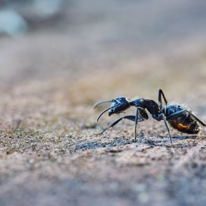 black ant close-up photography