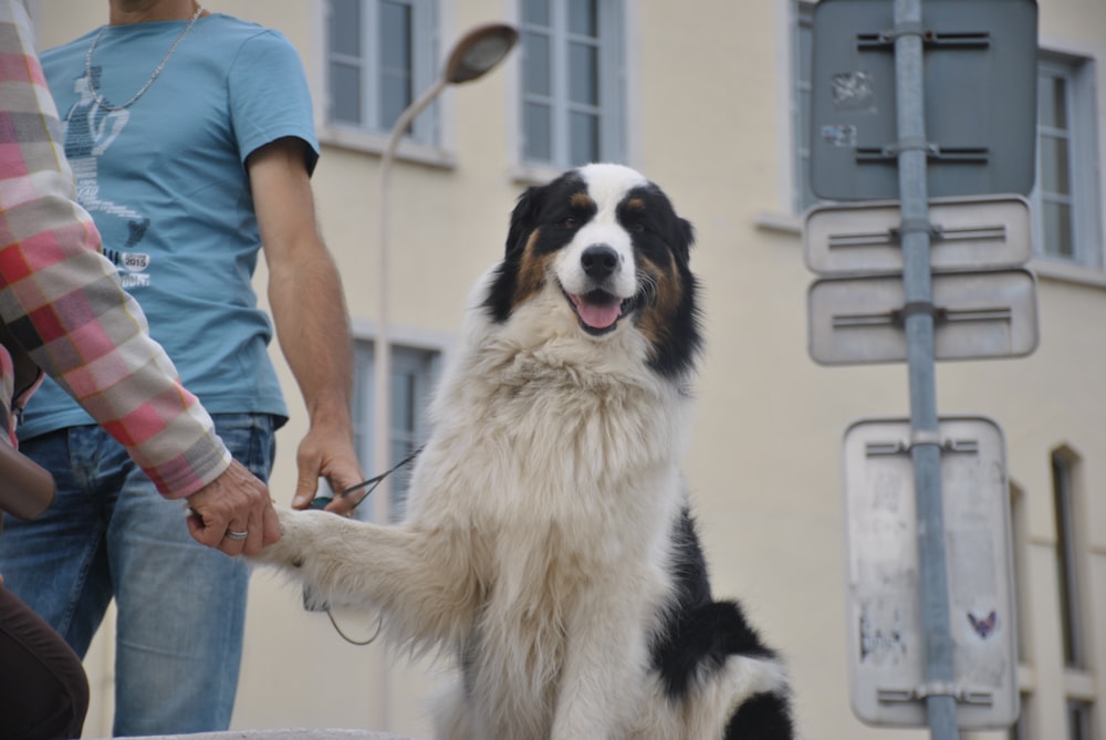 adult long-coated white and black dog