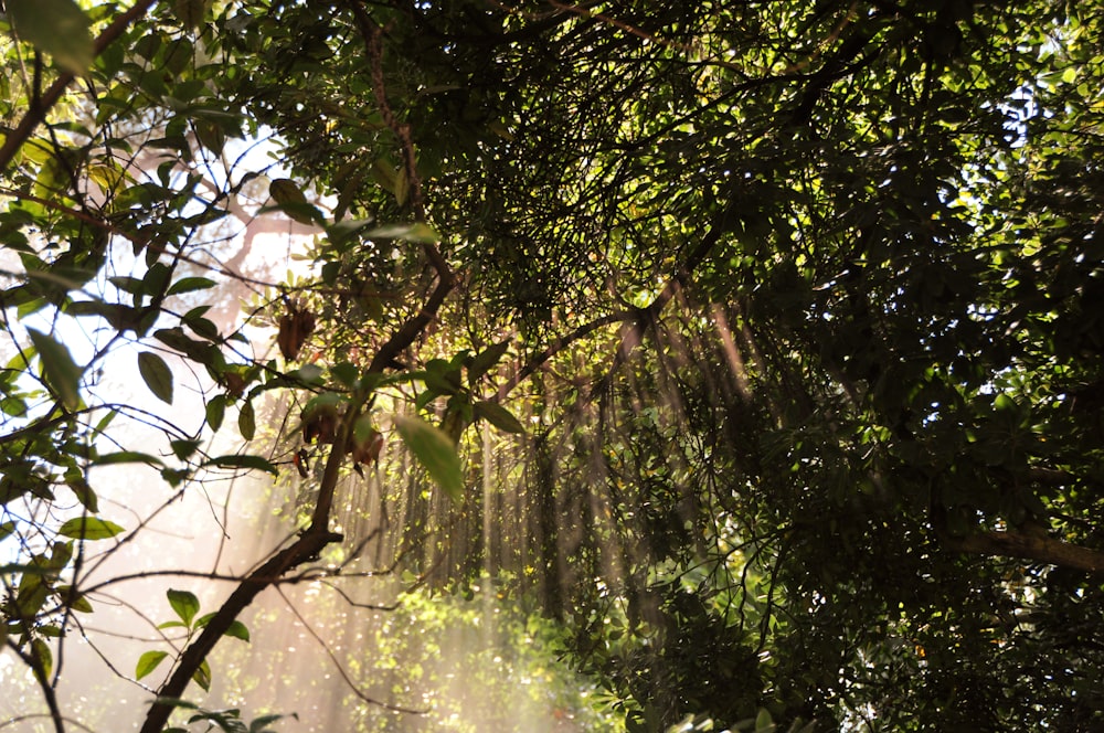 sunlight passing through the trees