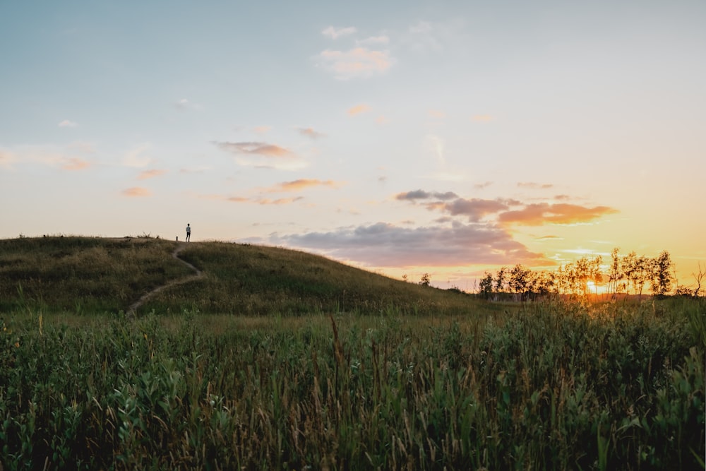 landscape view of green grass during sunrise