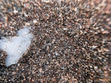 A close-up view of wet sand with a wide array of colors from black, brown, and red grains. A couple of white, irregularly shaped stones or shells are visible, contrasting with the darker surrounding sand.