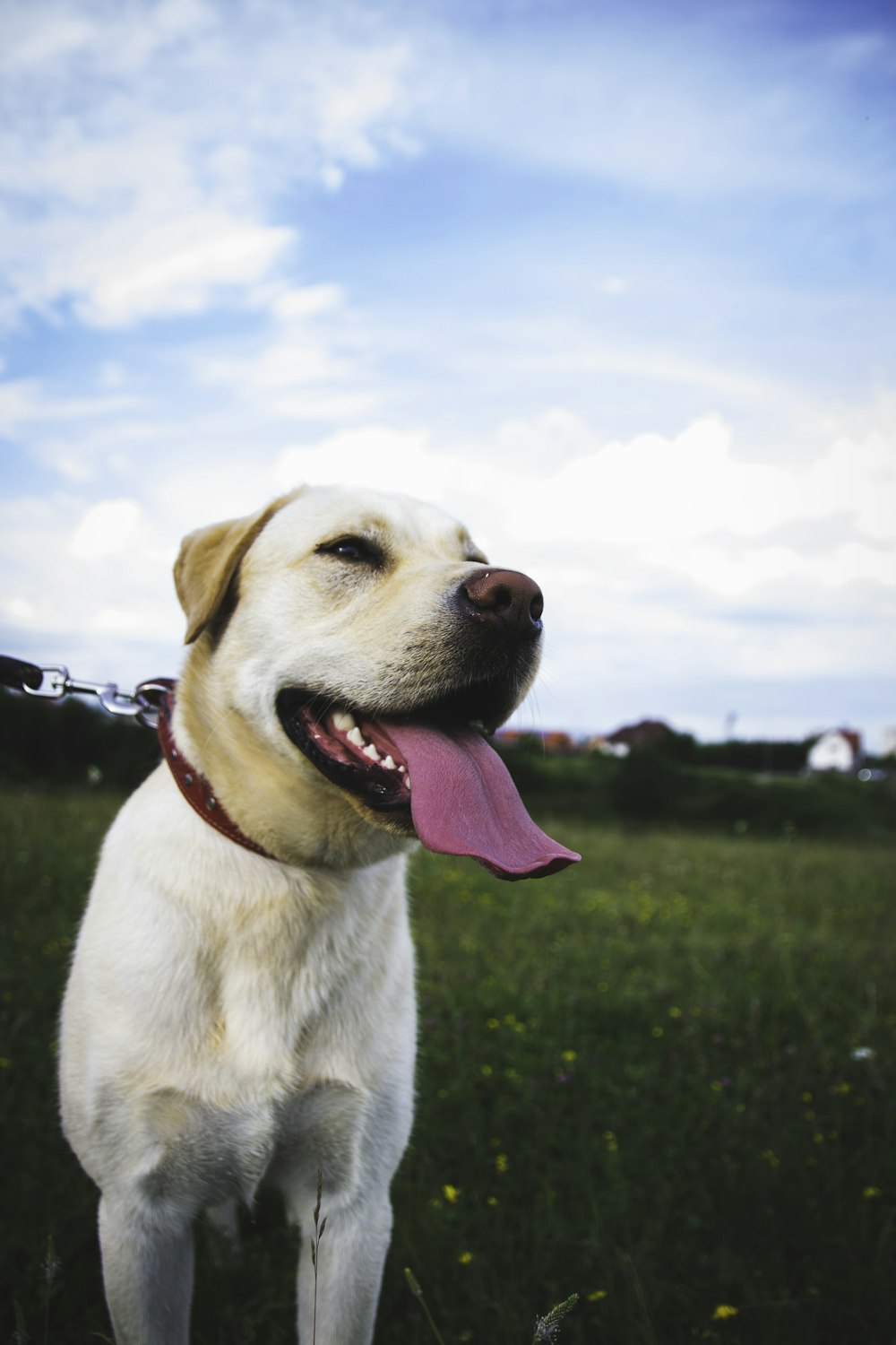 short-coated white dog