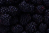 Close-up of fresh blackberries