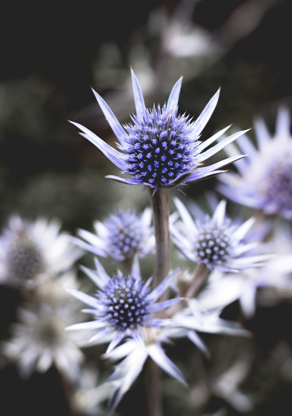 blue-petaled flowers