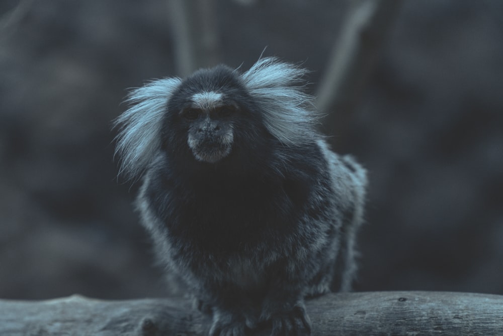 black primate