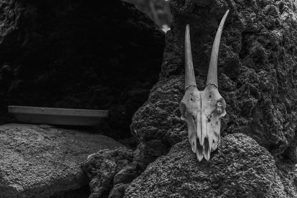 a horned animal skull on a rock in a black and white photo