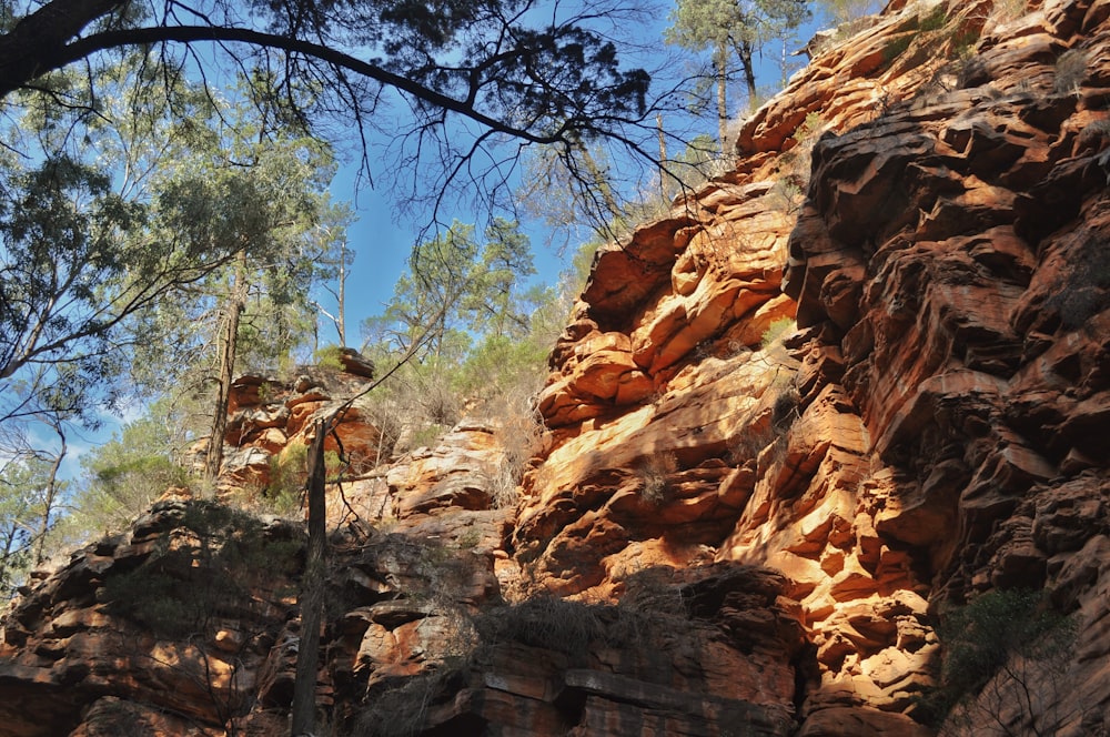 low-angle photography of trees near cliff