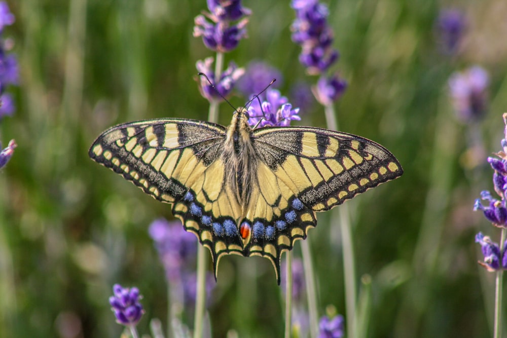 yellow, grey and blue butterfly om purple flower