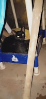 An image showcasing activated carbon cat litter.
