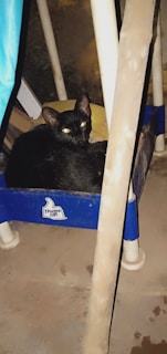 An image showcasing activated carbon cat litter.