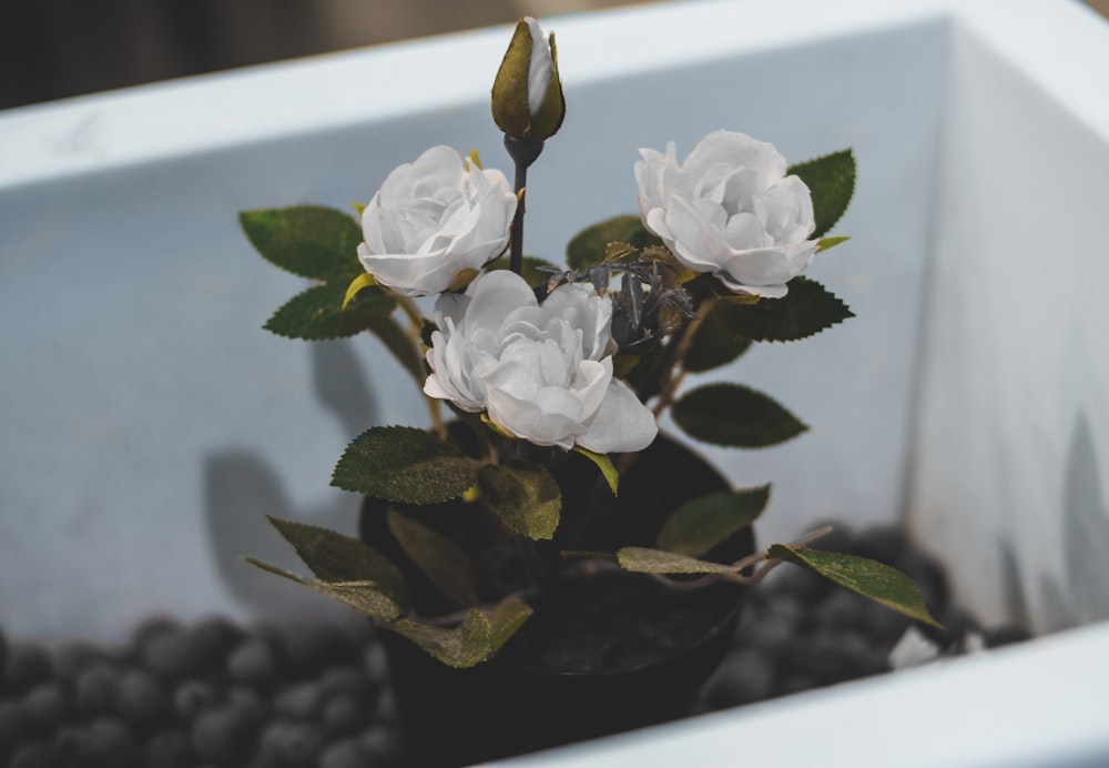 closeup photo of three white roses