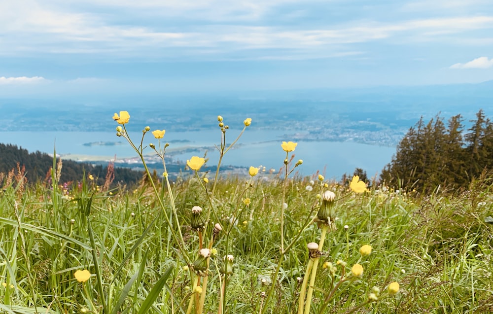 yellow flower field