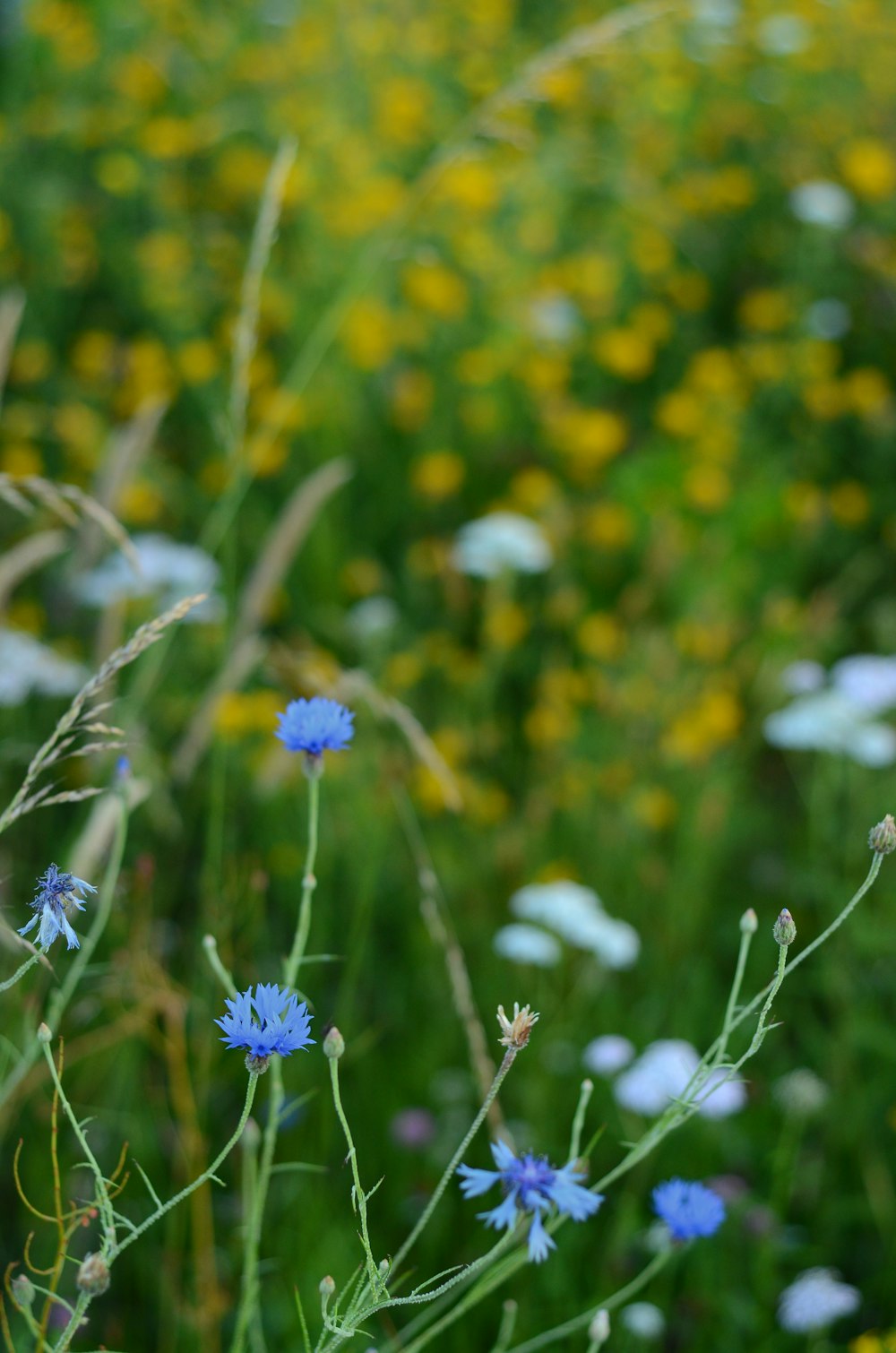 blue-petaled flowers