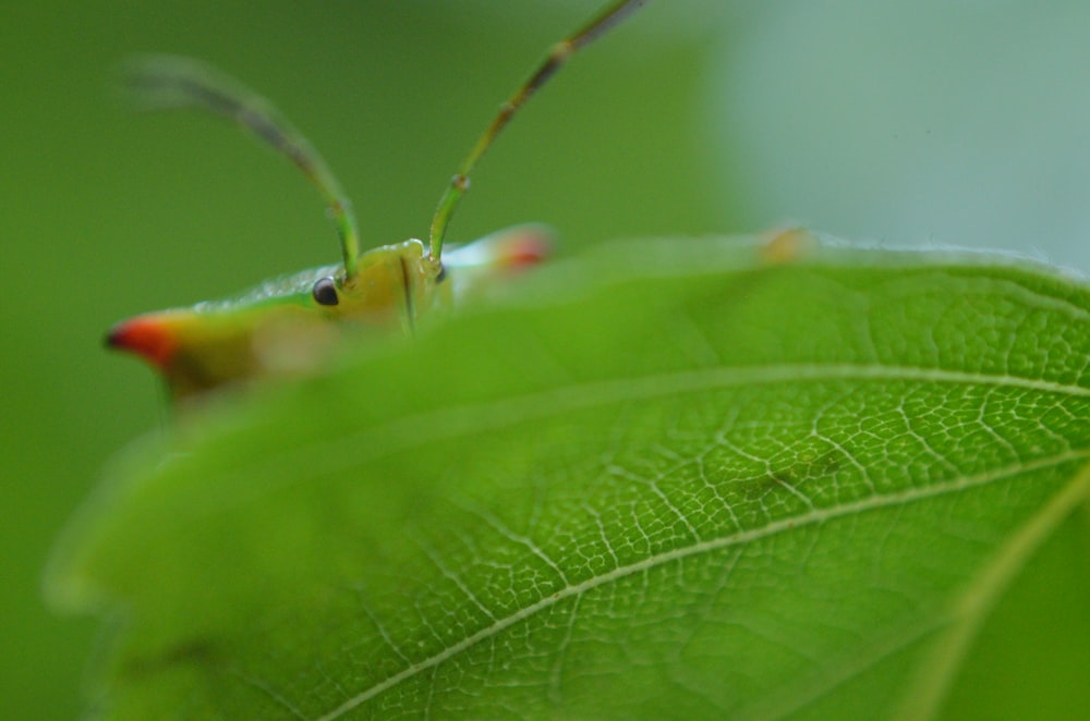 macro photography of green and orange insect