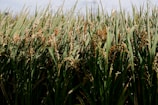 A field of ripe rice plants swaying in the wind.