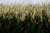 Golden sugarcane stalks ready for harvest swaying in the breeze.