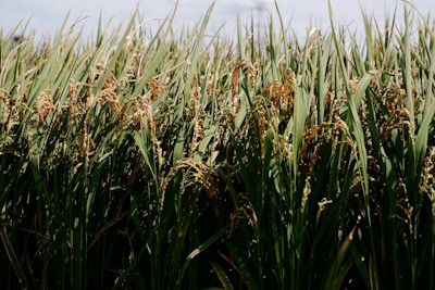 A field of ripe rice plants swaying in the wind.