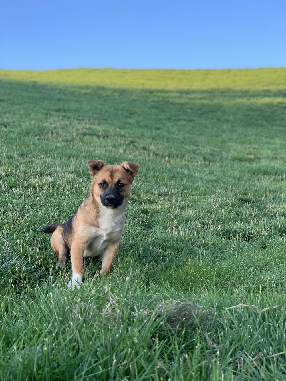 Kurzhaariger weißer und brauner Hund, der auf Gras steht