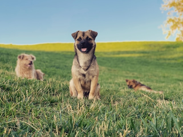 Three dogs are relaxing on a grassy hillside on a sunny day, with one dog in the foreground looking directly at the camera and the other two lying down in the background. The sky is clear and blue, and there is a hint of a tree on the right edge of the image.