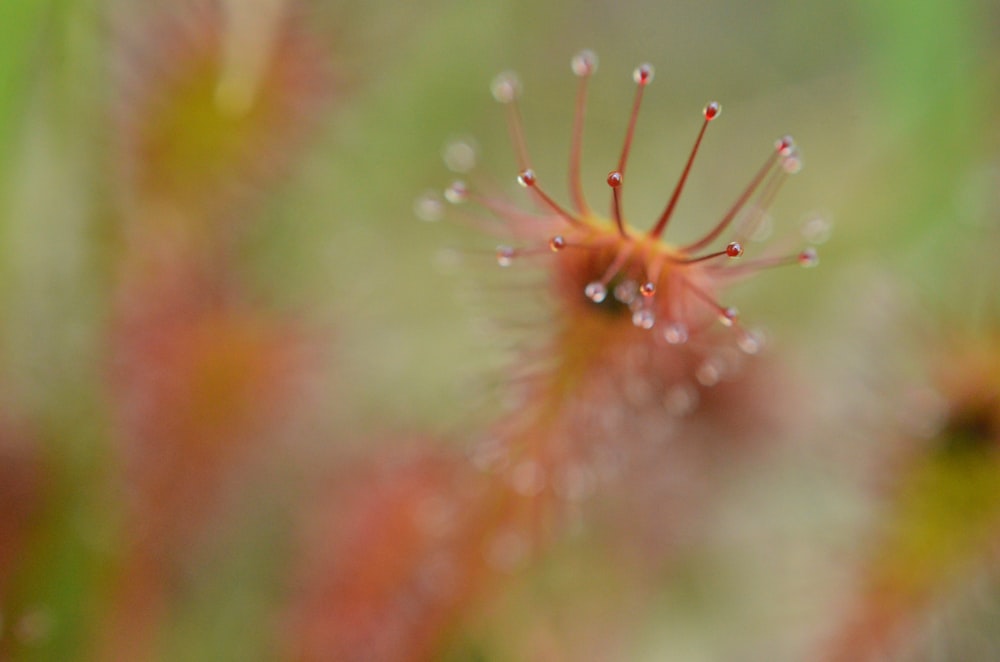 a close up of a flower with drops of water on it