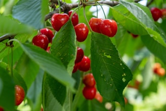 Bright red cherries hanging from a tree branch amidst lush green leaves. The cherries are plump and shiny, indicating ripeness. Some leaves show small holes but are predominantly healthy and vibrant.