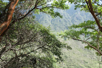 Close-up of lush green trees framing a distant mountain view in Monterrey.