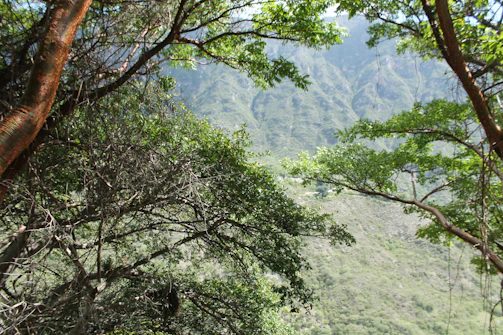 Close-up of lush green trees framing a distant mountain view in Monterrey.