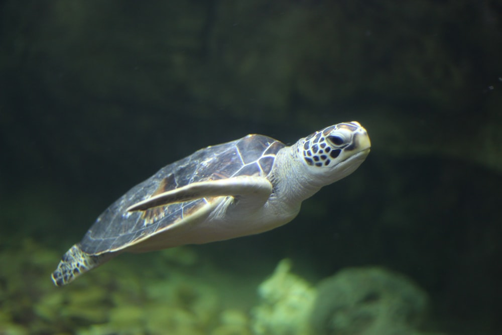 photo of brown and green turtle