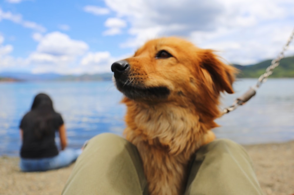 pet dog near water