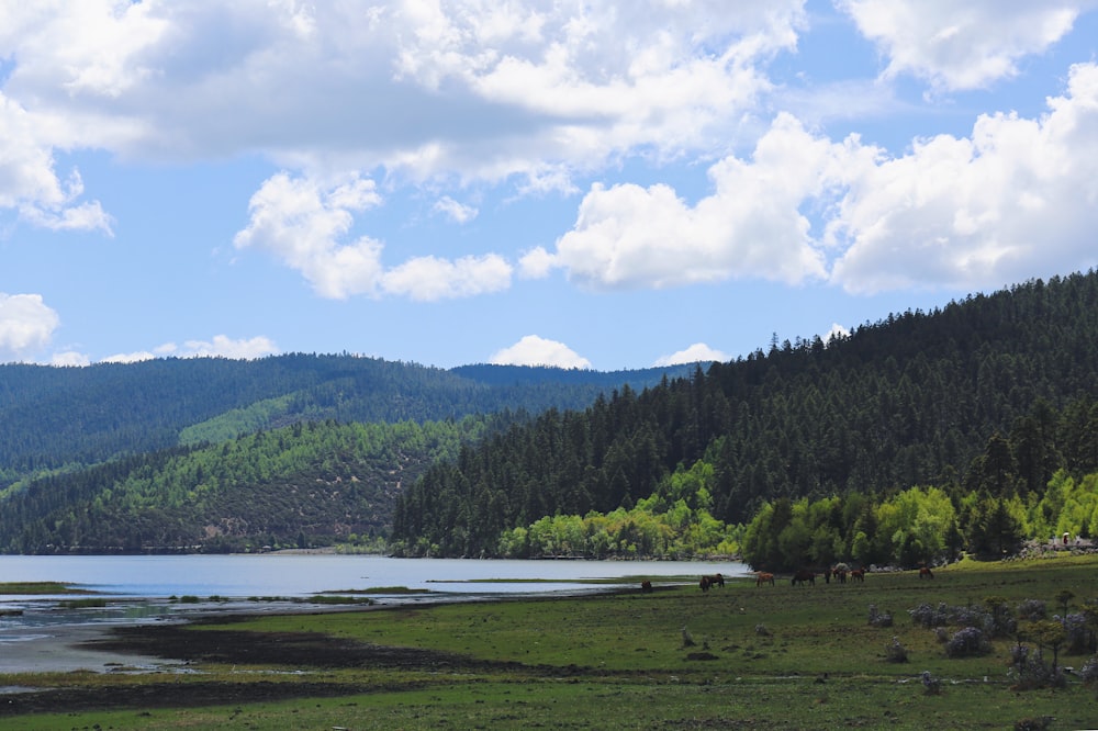 body of water beside trees during daytime