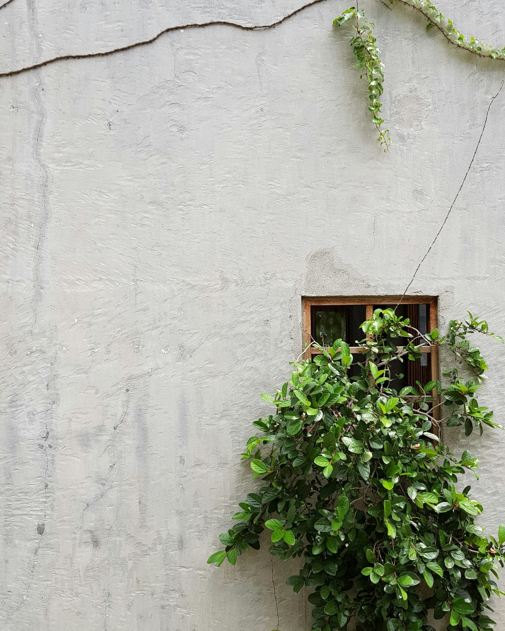 green-leafed plant on window during daytime