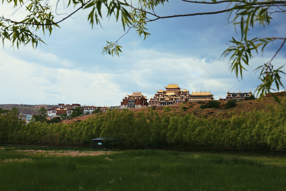 temple surrounded by plants