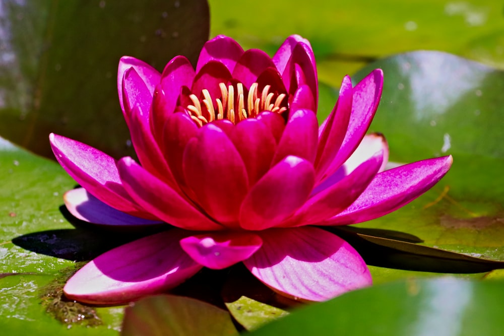 pink-petaled lotus flowers