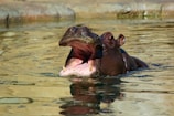 A hippopotamus with its mouth wide open is partially submerged in water. The water reflects a golden and greenish hue, suggesting sunlight and surrounding vegetation. The hippo's skin appears moist and textured, with prominent ears and eyes.