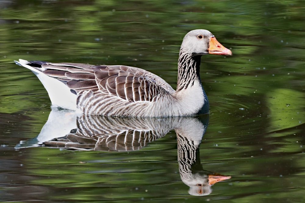 photo of female brown and black mallard duck on water