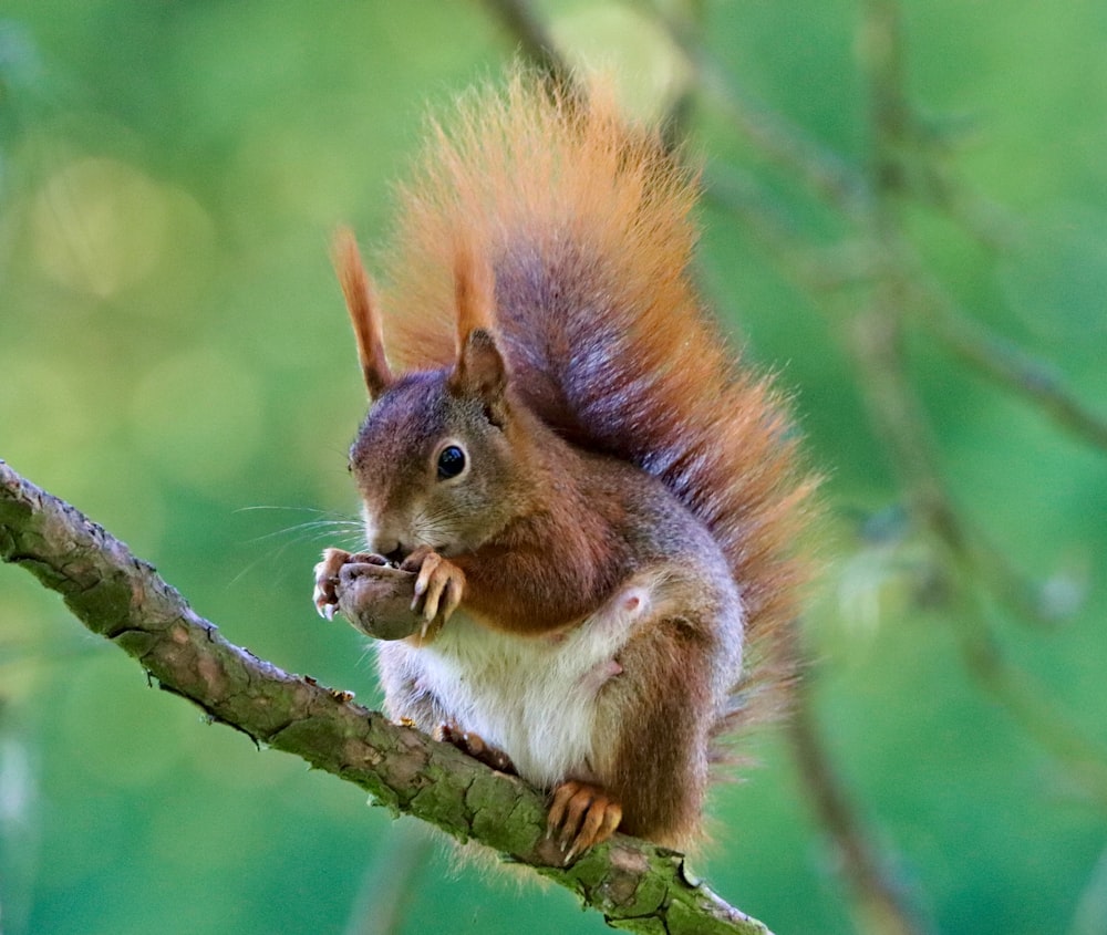 squirrel eating nut