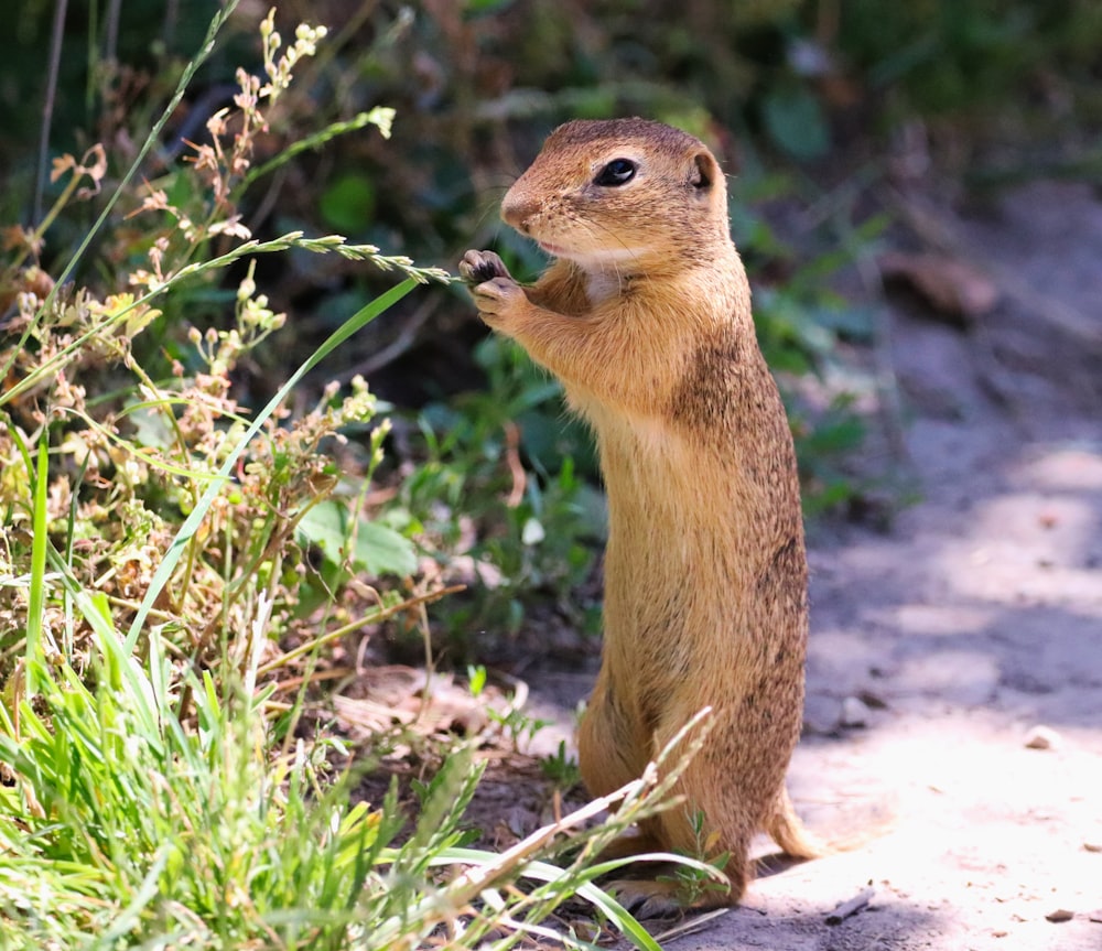 brown squirrel touching leaves