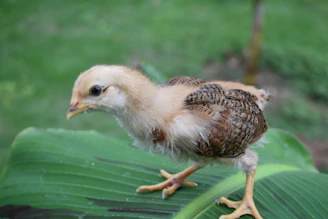 Close-up of a chick hopping gently from the ground onto a 4-inch high perch with wings slightly spread for balance.