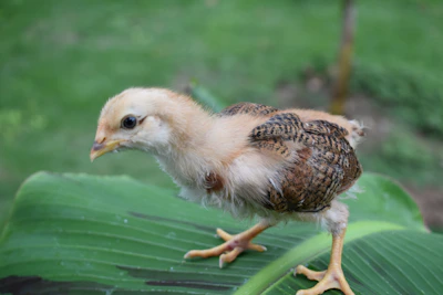 Close-up of a young chick standing confidently next to a PVC half-pipe feeder.