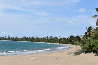 Beachfront pathway with golden sand and turquoise waters under a clear sky