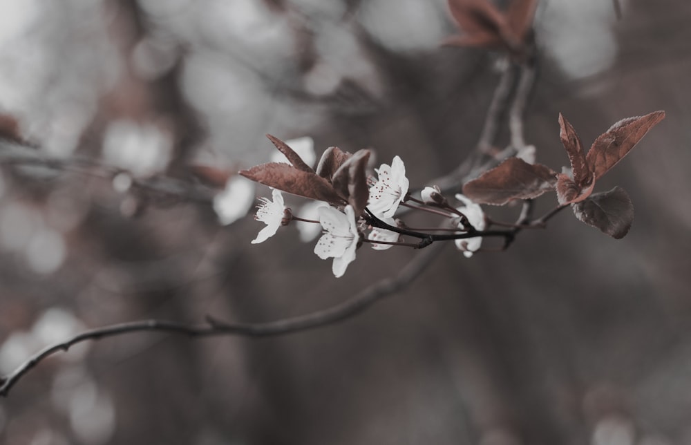 selective focus photo of white petaled flower