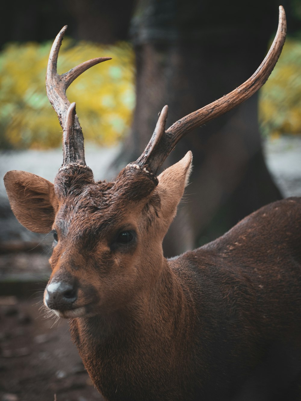 brown deer on selective focus photography