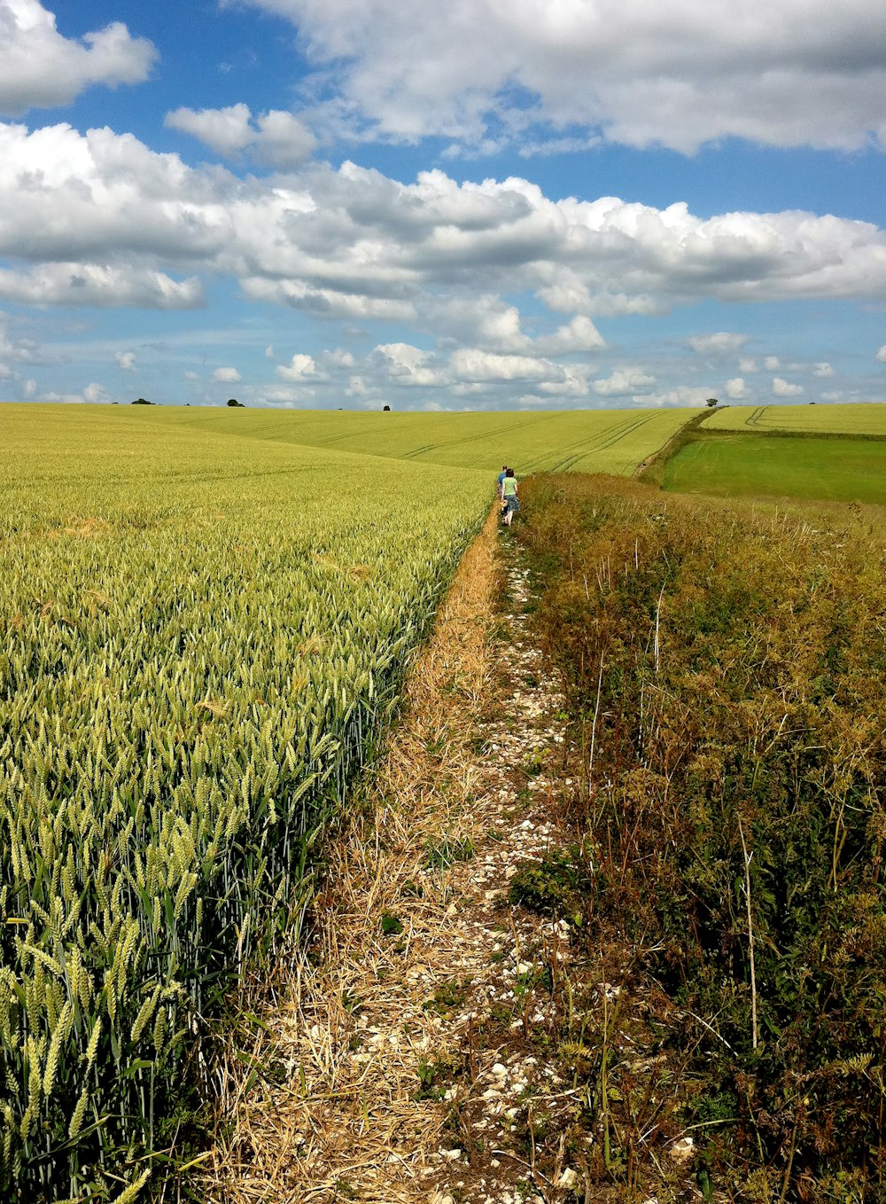 man standing in middle of crops field