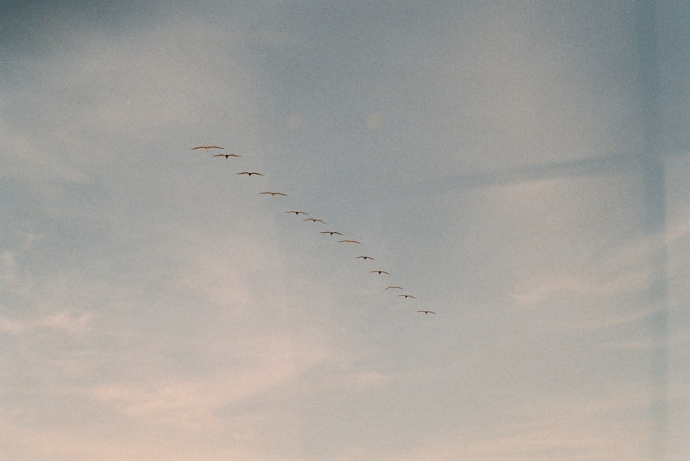 birds on flight