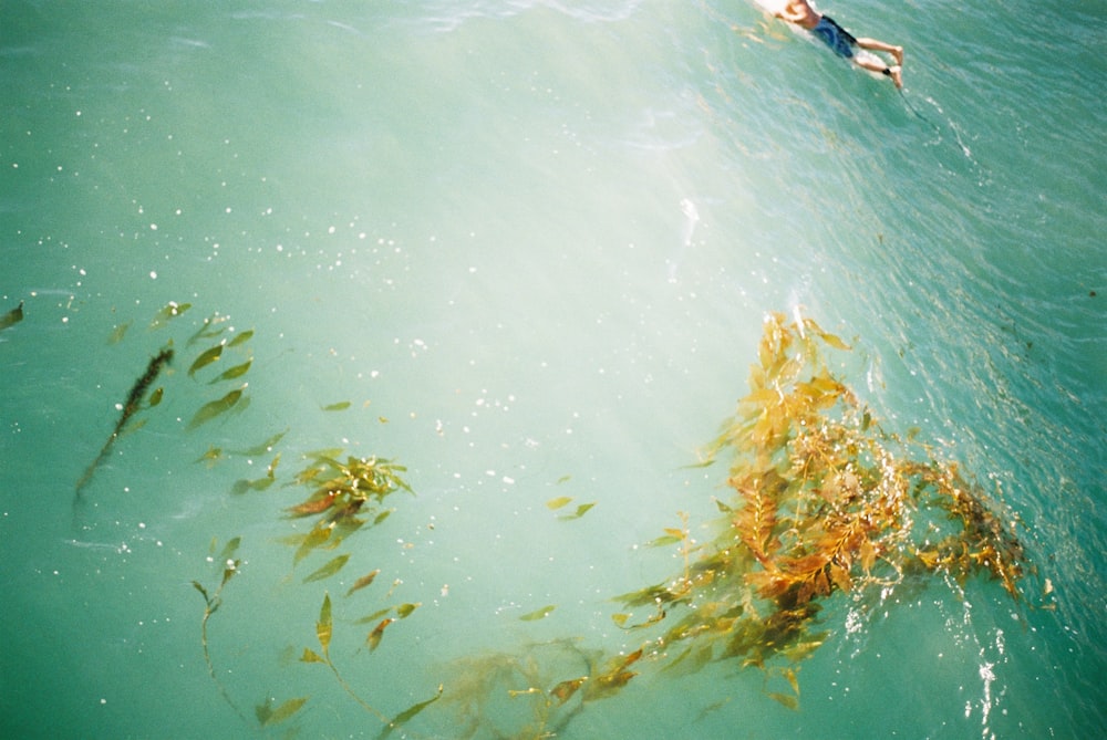 a person swimming in a body of water