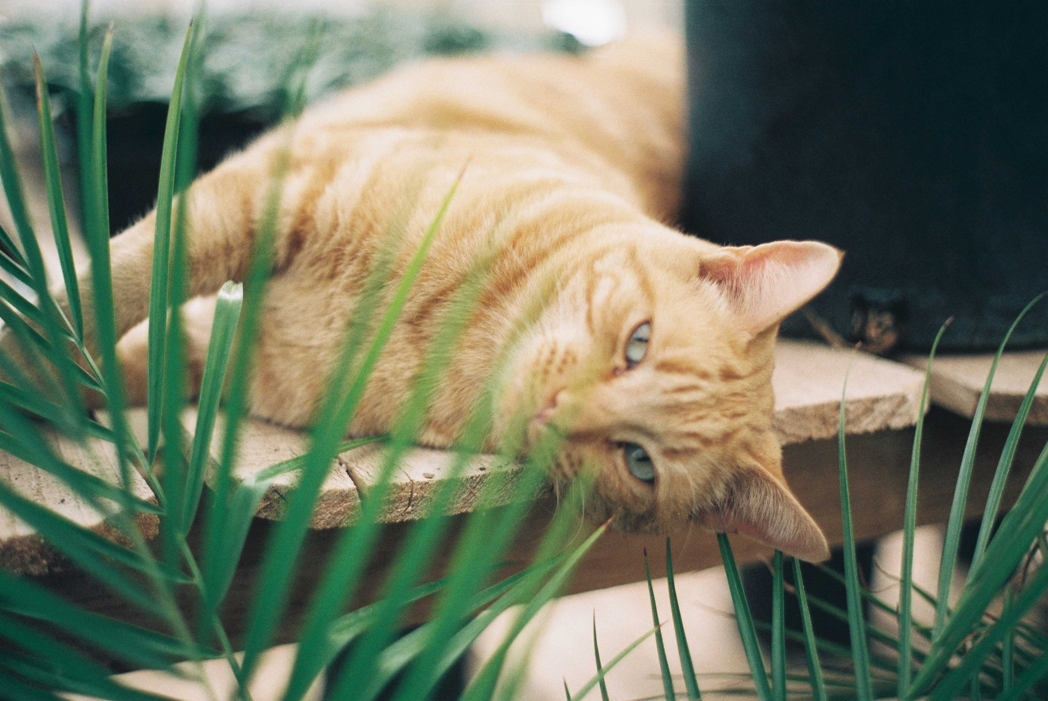 Photo by bhoogenboom